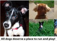 dog-snapshot