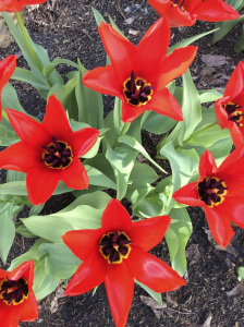 Rocket Red Tulips, Torbert